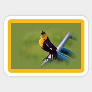 Song of a Blackbird - Yellow-headed Blackbird Sticker